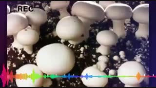 ضدعفونی سالن های پرورش قارچ