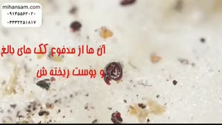 کک ها چقدر تخم می گذارند؟ | سم قوی برای نابودی تخم کک