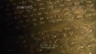 من داریوش کبیر هستم