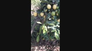 فیلم باردهی درخت لیمو ترش لیسبون