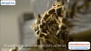 تفاوت و شباهت زنبور وحشی و زنبور عسل - سم کشنده زنبور تضمینی