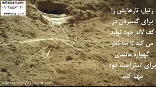 نحوه ساخت لانه در رتیل ها | سم قوی برای دفع رتیل از خانه