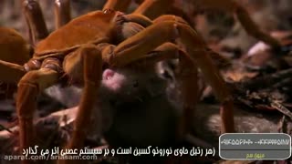 نحوه تغذیه رتیل ها - مؤثرترین سم کشنده رتیل