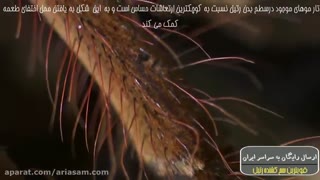 آیا رتیل ها تار می تنند؟ - سم ریشه کن کننده رتیل