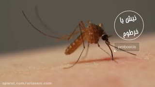 دفع قطعی پشه از خانه با سموم ضد پشه تخصصی