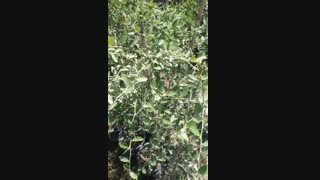 نهال لیمو ترش فینگر لایم خاویاری باردار (فروزانی)