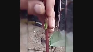 آموزش پیوند شکمی درخت