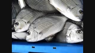 ماهی شانک خط‌طلایی (Goldlined seabream) پس از صید