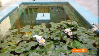 کرخرک و فوک خزری