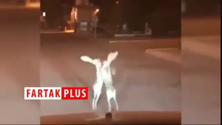 مسابقه بوکس خرگوش‌ها در خیابان!