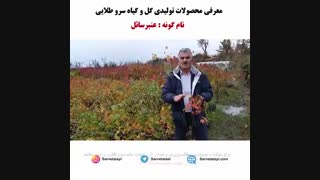 نهال عنبرسائل و روش تکثیر و پرورش آن