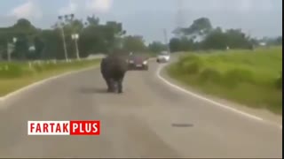 جولان کرگدن در جاده‌های هند