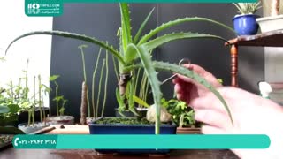 روش صحیح هرس کردن بونسای آلوئه ورا و گل کاغذی