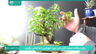 پرورش گل و گیاه و هرس کردن بونسای آلوئورا و گل کاغذی