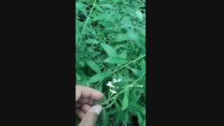 نهال گوجی بری قرمز گل دار( نهالستان و گلخانه فروزانی)