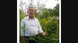 نهال آبیس ( نراد) از پرورش تا روش تکثیر