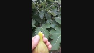 نهال انجیر گلابی سه فصل ( نهالستان و گلخانه فروزانی)