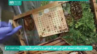آموزش گام به گام پرورش زنبور عسل به صورت حرفه ای