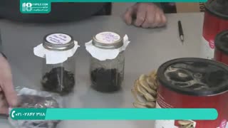 آموزش روشی جالب برای پرورش قارچ وحشی در داخل قوطی