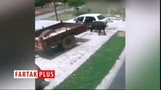 سرقت حیرت انگیز گاو با خودروی هاچ‌بک!