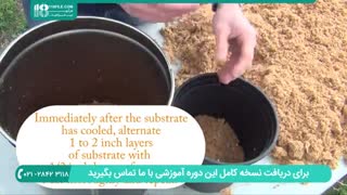 رشد قارچ خوراکی در ظرف یکبار مصرف