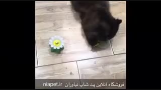 سرگرمی بلانکا در پت شاپ نیاوران