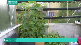 نحوه نصب عایق گلخانه برای فصل زمستان