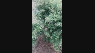 گلدهی درخت انار ممتاز فروزانی (نهالستان و گلخانه فروزانی)