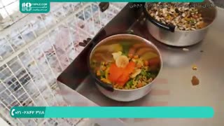 آموزش پخت غذای مناسب برای طوطی سانان و طوطی عروس هلندی