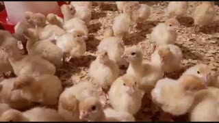 جوجه بوقلمون بیوتی 10 روزه