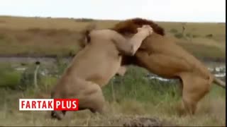 پنجه به پنجه شدن خونین ۲ شیر نر بر سر قدرت نمایی
