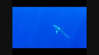 کوسه باله‌نقره‌ای (Silvertip shark)