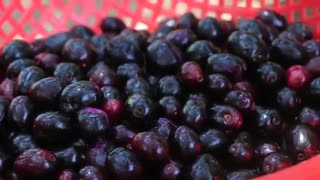 فیلم برداشت محصول جمبو (ذغال اخته گرمسیری)