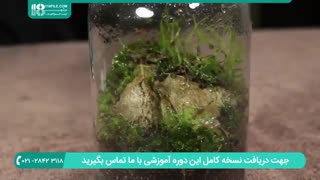 آموزش ساخت تراریوم مخصوص گیاهان مناطق رطوبتی