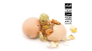 بیرون آمدن جوجه از تخم