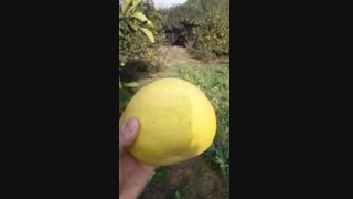 نهال سلطان مرکبات(پوملو) در نهالستان و گلخانه فروزانی