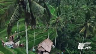 بهشت مزارع پلکانی، یوبود! | آژانس ققنوس