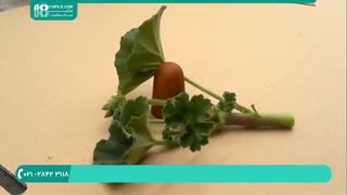 آموزش صفر تا صد نحوه ی قلمه زدن گل شمعدانی