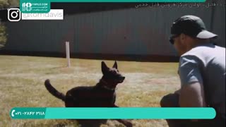 آکوزش اهلی کردن سگ وحشی