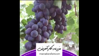 نهال انگور شاهانی شاهرود 09915131382 - بازار کشاورزی آنلاین مزرعه کارآفرینی