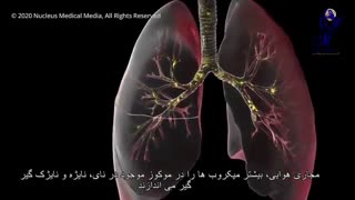 بعد از ابتلا به کرونادقیقا  چه اتفاقی در بدن می افتد؟