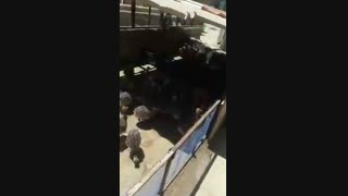 جوجه شترمرغ