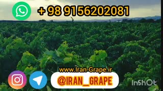 فروش انگور صادراتی شهرستان کاشمر | Sale of grapes in Kashmar city of Iran