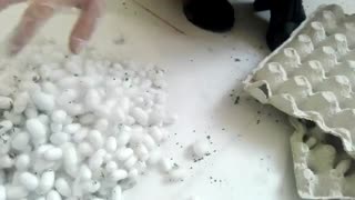 برداشت پیله لیفت گردنایمپلنت دندان