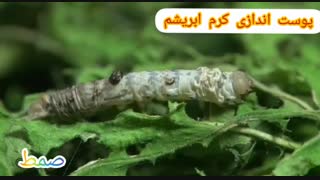 پوست اندازی