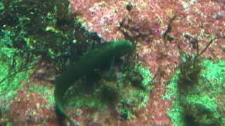 ماهی بلنی پوزه‌بند (Muzzled blenny)