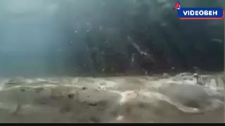 میگوی مانتیس گورخری