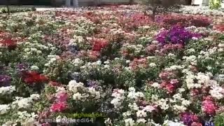 مختصری در مورد پرسپکتیو جوی