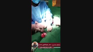 فیلم زایمان سزارین بدون سانسور