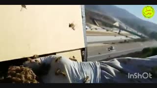 کار تیمی زنبور های ماده